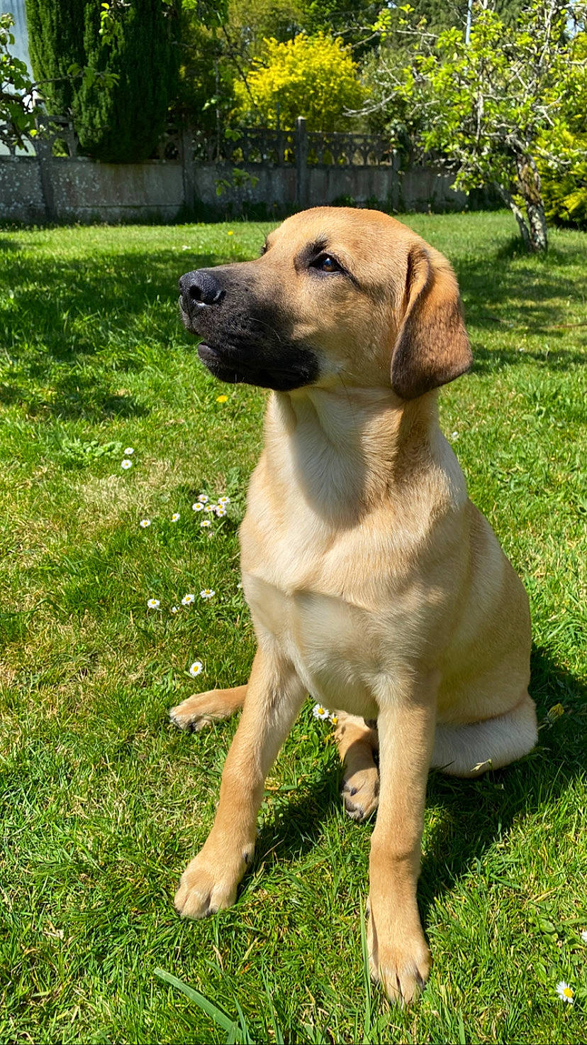 Pongo participe au concours pour gagner de l'argent avec cette photo : anatolian_shepherd_dog, black_mouth_cur, broholmer, canidae, carnivore, companion_dog, dog, dog_breed, fawn, fila_brasileiro, grass, hunting_dog, labrador_retriever, mammal, portuguese_pointer, rare_breed_dog, rhodesian_ridgeback, sporting_group, vertebrate