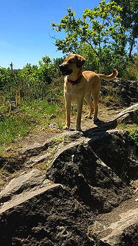 Pongo participe au concours pour gagner de l'argent avec cette photo : adventure, canidae, carnivore, dog, dog_breed, dog_hiking, fawn, hunting_dog, mammal, sporting_group, vertebrate