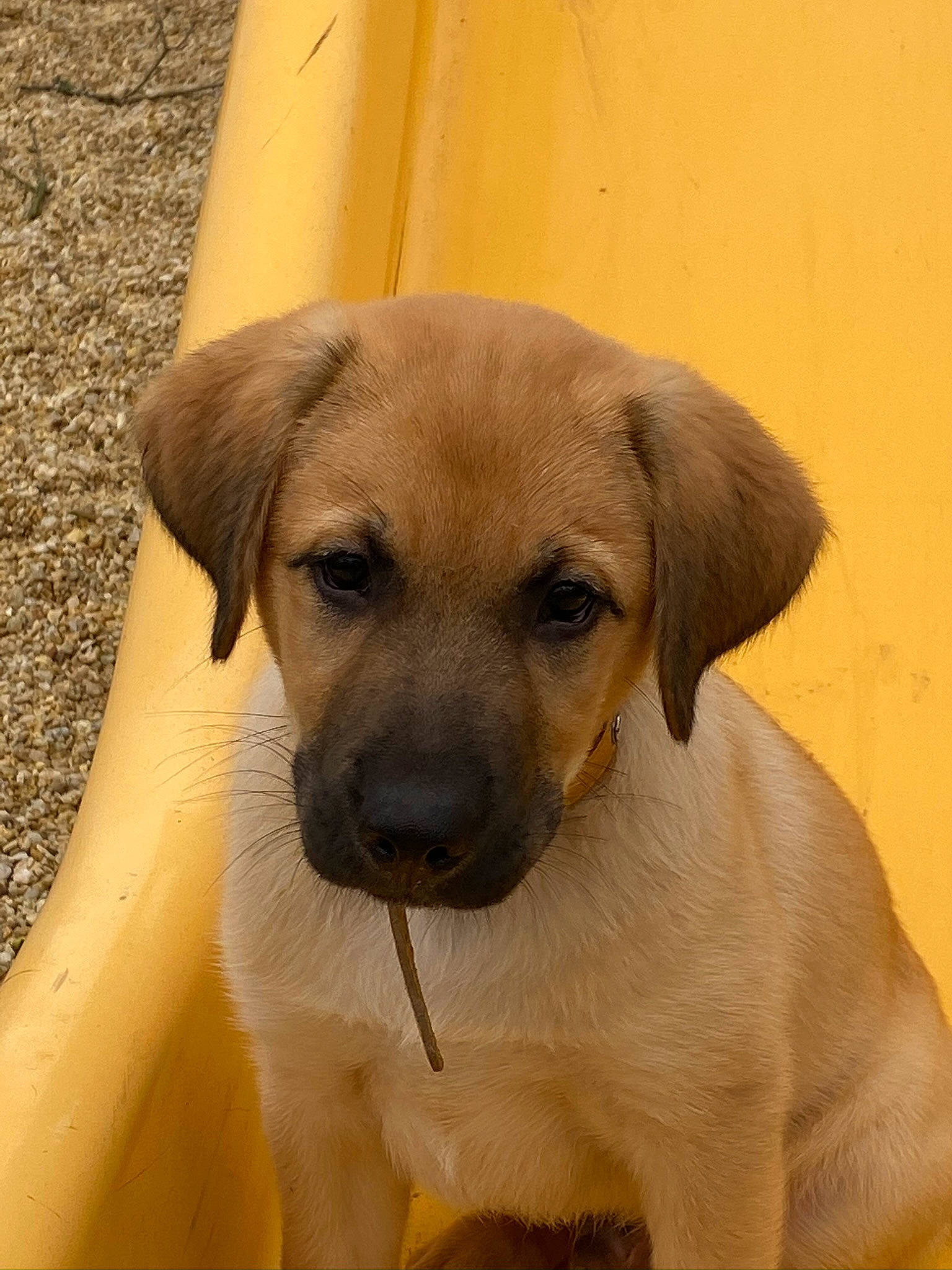 Pongo participe au concours pour gagner de l'argent avec cette photo : anatolian_shepherd_dog, beagador, black_mouth_cur, broholmer, canidae, carnivore, companion_dog, dog, dog_breed, fawn, mammal, potcake_dog, puppy, rare_breed_dog, rhodesian_ridgeback, snout, sporting_group, street_dog, vertebrate, whiskers