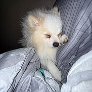 Mocha is registered to the contest to win money with this photo: dog, pomeranian, puppy, sleeping, blanket, pillow, white_fur, fluffy, paw, nose, closed_eyes, pet, cozy, indoor, bedding, comfort, portrait, animal, flash_photography, cute