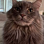 Smokey joined the competition — help win amazing prizes! cat, gray_cat, fluffy, long_hair, pet, animal, indoor, relaxed, close_up, whiskers, yellow_eyes, carpet, fur, cute, domestic_cat, mammal, feline, household, face, ears