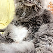Smokey is registered to the contest to win money with this photo: cat, gray_cat, fluffy, long_hair, pet, indoor, relaxed, lying_down, close_up, whiskers, tail, yellow_blanket, pillow, cozy, fur, animal, domestic_cat, cute, resting, portrait