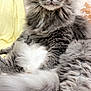 cat, gray_cat, fluffy, long_hair, pet, indoor, relaxed, lying_down, close_up, whiskers, tail, yellow_blanket, pillow, cozy, fur, animal, domestic_cat, cute, resting, portrait