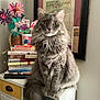 Smokey joined the competition — help win amazing prizes! cat, gray_cat, fluffy_cat, pet, feline, indoor, furniture, books, flower_craft, certificate, drawer_cabinet, portrait, sitting, curious, wide_eyes, decor, colorful, paper_flowers, home, still_life