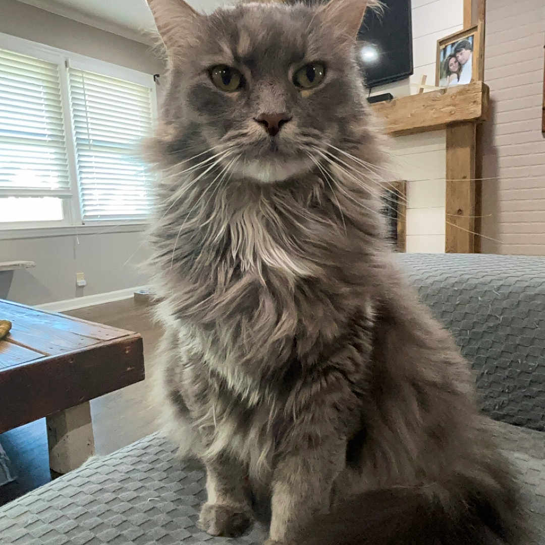 Smokey joined the competition — help win amazing prizes! blinds, calm, cat, couch, domestic_animal, floor, fluffy, fur, furniture, gray_cat, indoor, living_room, pet, photo_frame, sitting, tail, television, whiskers, window, wooden_mantel