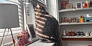 Smokey is registered to the contest to win money with this photo: cat, gray_cat, window, sunlight, blinds, desk, lamp, shelves, shoes, floor, clothes, photo_frame, decor, wooden_floor, indoor, cozy, home, pet, striped_shadow, furniture