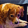 dog, puppy, golden_brown, curly_coat, floppy_ears, large_eyes, sleepy, lying_down, paws, portrait, close_up, indoor, chair, blanket, furniture, pet, animal, brown_fur, white_markings, cozy