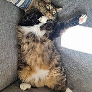 Bear is registered to the contest to win money with this photo: cat, tabby, fluffy, pet, animal, feline, couch, grey_couch, indoor, sunlight, paw, wide_eyes, relaxed, fur, whiskers, striped, cute, resting, home, cozy