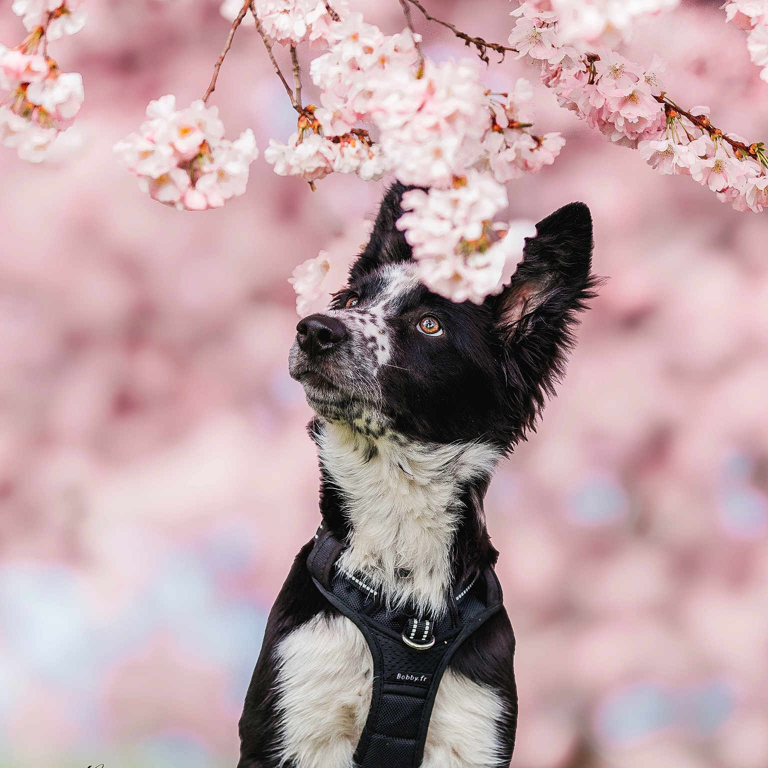 Vaiarii a rejoint le concours — aidez-le/la à gagner de superbes lots ! accessories, animal, canine, cherryblossom, cream, dog, flower, flowerarrangement, geranium, husky, leash, nature, outdoors, pet, petal, plant, puppy, spring, strap, terrier