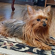Bella is registered to the contest to win money with this photo: dog, yorkshire_terrier, small_dog, long_hair, pet, indoor, rug, wooden_floor, furniture, alert, cute, animal, companion, domestic, laying_down, brown, black, ears_up, living_room, floor