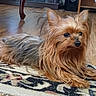 dog, yorkshire_terrier, small_dog, long_hair, pet, indoor, rug, wooden_floor, furniture, alert, cute, animal, companion, domestic, laying_down, brown, black, ears_up, living_room, floor