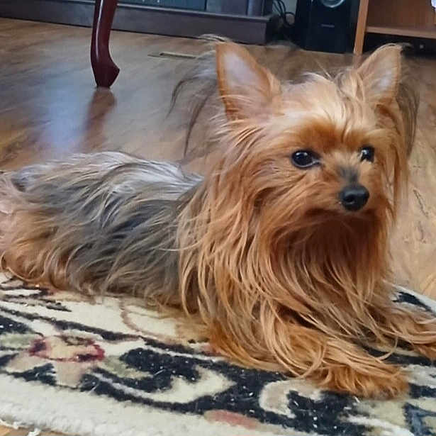 Bella