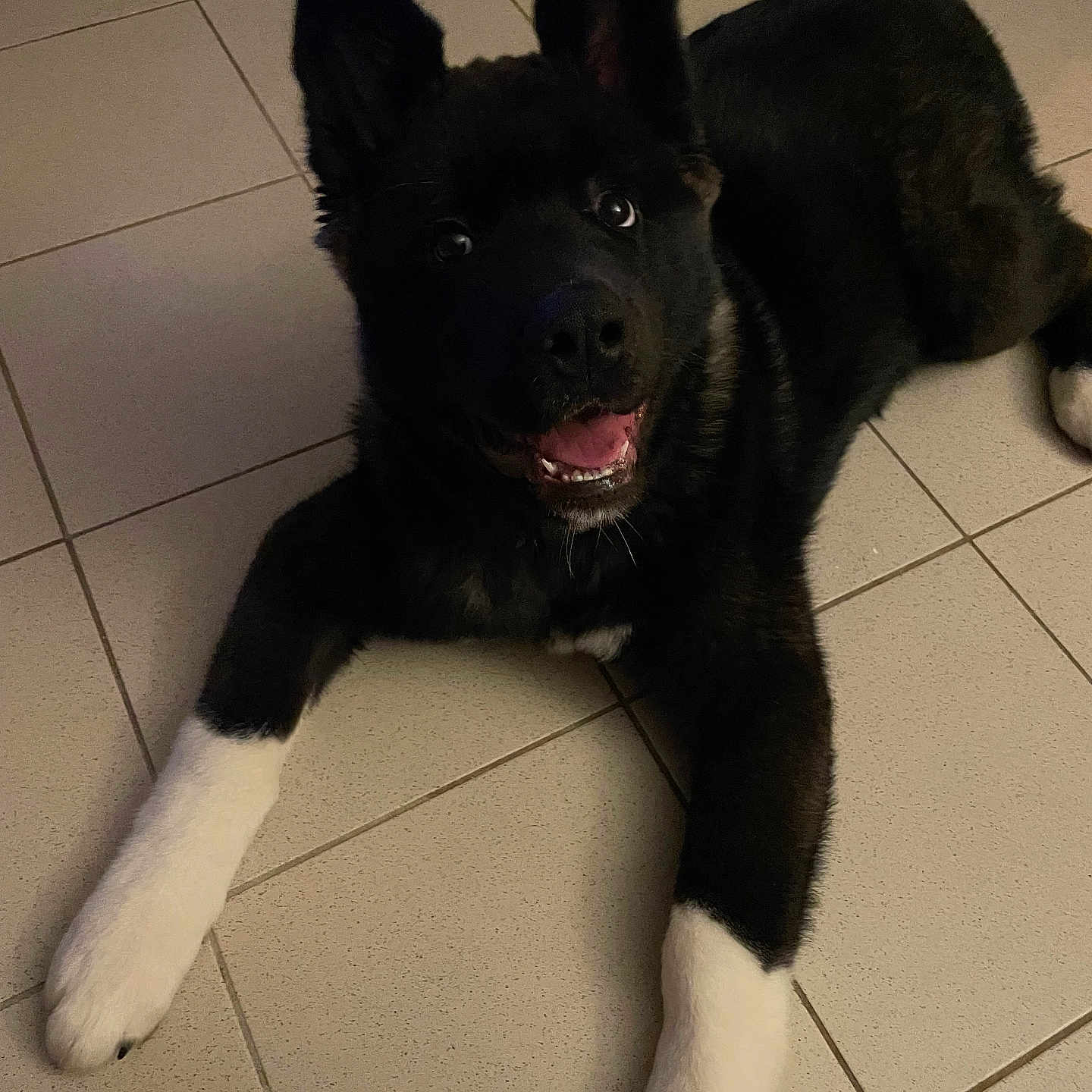 Vasko a rejoint le concours — aidez-le/la à gagner de superbes lots ! accessories, animal, bodypart, bulldog, canine, dog, flagstone, germanshepherd, husky, labradorretriever, path, pet, policedog, puppy, slate, snout, strap, tile, walkway, whitedog