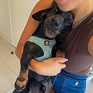 Leo a rejoint le concours — aidez-le/la à gagner de superbes lots ! affection, black_dog, casual_clothing, closeup, companion, cute, dog, floor_tiles, harness, holding, home, indoor, jeans, lap, person, pet, relaxed, sleeveless_top, smile, tan_dog