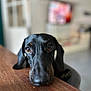 Leo participe au concours pour gagner de l'argent avec cette photo : animal, black_dog, blurred_background, canine, close_up, companion, cute, dog, domestic, ears, expression, eyes, face, indoor, long_snout, looking, pet, resting, table, wood
