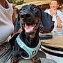 animal, cafe, casual_clothing, companion, dachshund, daytime, dog, happy, harness, leisure, outdoor, people, person, pet, restaurant, seating, smiling, sunlight, table, trees