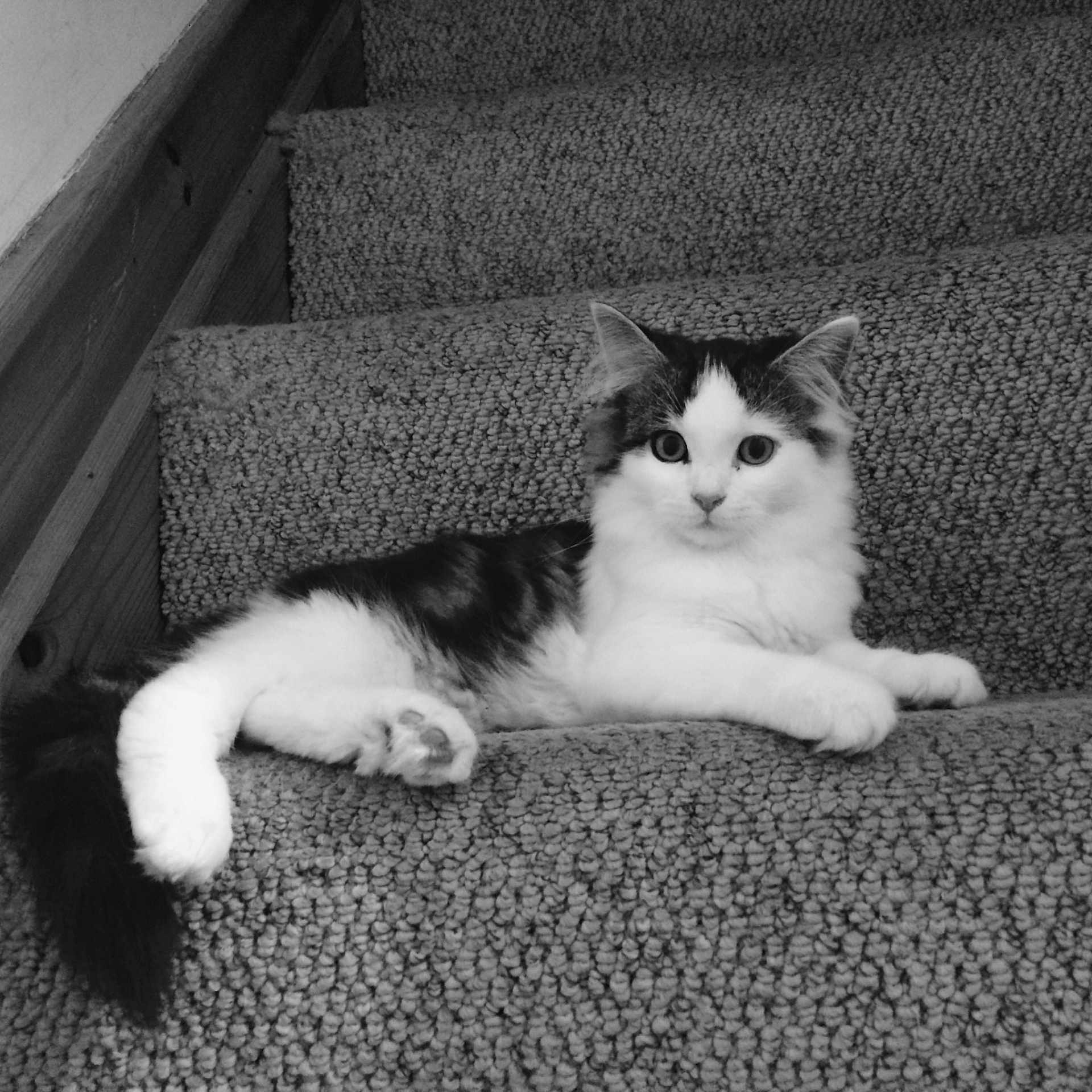 Stanley joined the competition — help win amazing prizes! aegean_cat, american_wirehair, black_and_white, carnivore, cat, domestic_short_haired_cat, european_shorthair, eye, felidae, fur, kitten, mammal, monochrome, monochrome_photography, norwegian_forest_cat, paw, person, photography, polydactyl_cat, small_to_medium_sized_cats