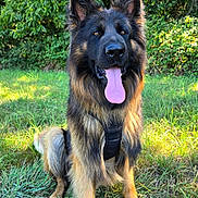 Voyou participe au concours pour gagner de l'argent avec cette photo : dog, german_shepherd, canine, pet, animal, outdoor, grass, nature, tongue_out, happy, sitting, fur, ears, muzzle, leaves, sunlight, daylight, portrait, mammal, friendly