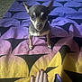 alert, animal, blanket, carpet, chihuahua, closeup, colorful, cute, dog, ears, fur, hand, indoor, nails, painted_nails, pattern, paw, pet, resting_hand, small_dog