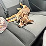 animal, brown_dog, canine, car, car_interior, casual, companion, dog, domestic_animal, fur, inside, lying_down, pet, plastic_bag, relaxed, resting, seat, seatbelt, small_dog, transportation