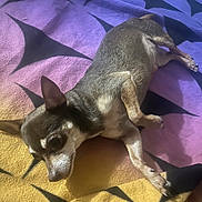 Foxy joined the competition — help win amazing prizes! animal, black_pattern, blanket, canine, chihuahua, colorful, companion, cozy, cute, dog, ears, fur, indoors, lying_down, pet, purple, relaxed, resting, small_dog, yellow