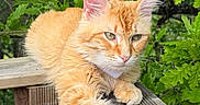 Seiko participe au concours pour gagner de l'argent avec cette photo : animal, cat, closeup, cute, daylight, feline, fur, greenery, leaves, nature, orange_cat, outdoor, paw, pet, portrait, relaxed, resting, tabby, whiskers, wooden_railing