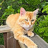 cat, orange_cat, tabby, animal, pet, outdoor, wooden_railing, greenery, leaves, nature, relaxed, feline, fur, paw, closeup, daylight, resting, portrait, cute, whiskers