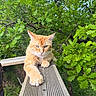 cat, orange_cat, animal, pet, wooden_railing, green_leaves, tree, outdoor, nature, feline, paw, relaxed, sunlight, daytime, close_up, fur, branch, resting, leafy, sky