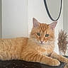 cat, orange_cat, tabby, feline, pet, indoor, resting, furniture, mirror, wall, decor, pampas_grass, plant, calm, looking, closeup, fur, portrait, relaxed, table