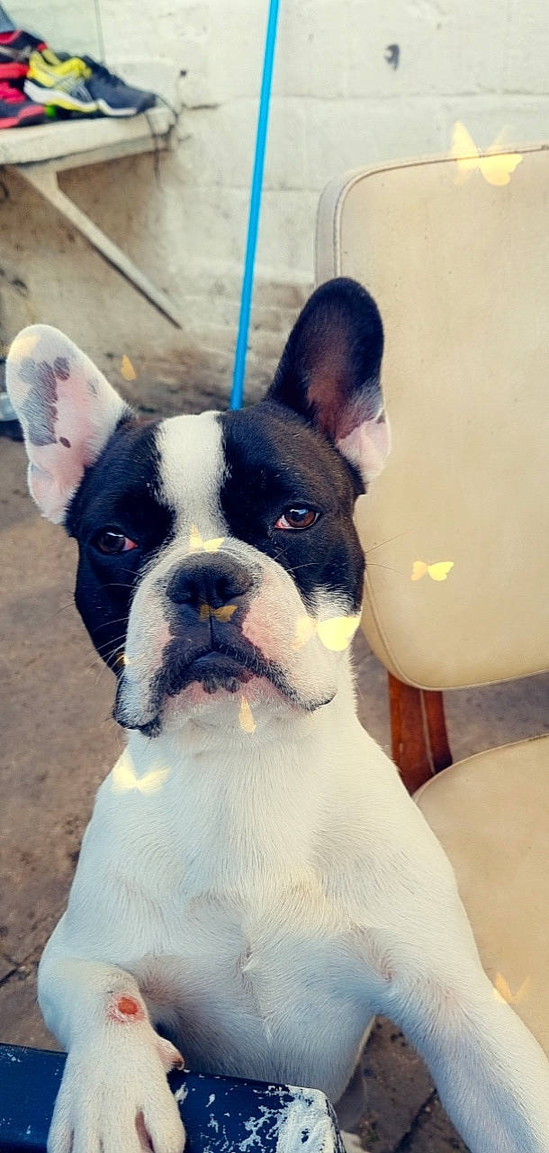 Ruben participe au concours pour gagner de l'argent avec cette photo : bored, boston_terrier, canidae, carnivore, collar, comfort, companion_dog, dog, dog_breed, dog_collar, ear, fawn, giant_dog_breed, molosser, non_sporting_group, sporting_group, whiskers, window, working_animal, working_dog