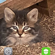 Sophie is registered to the contest to win money with this photo: kitten, cat, animal, fur, ears, eyes, outdoor, dirt, wood, background, phone, screen, app_icons, home_screen, mobile, technology, cute, pet, portrait, closeup