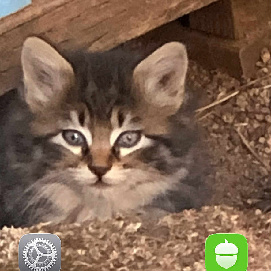 Sophie