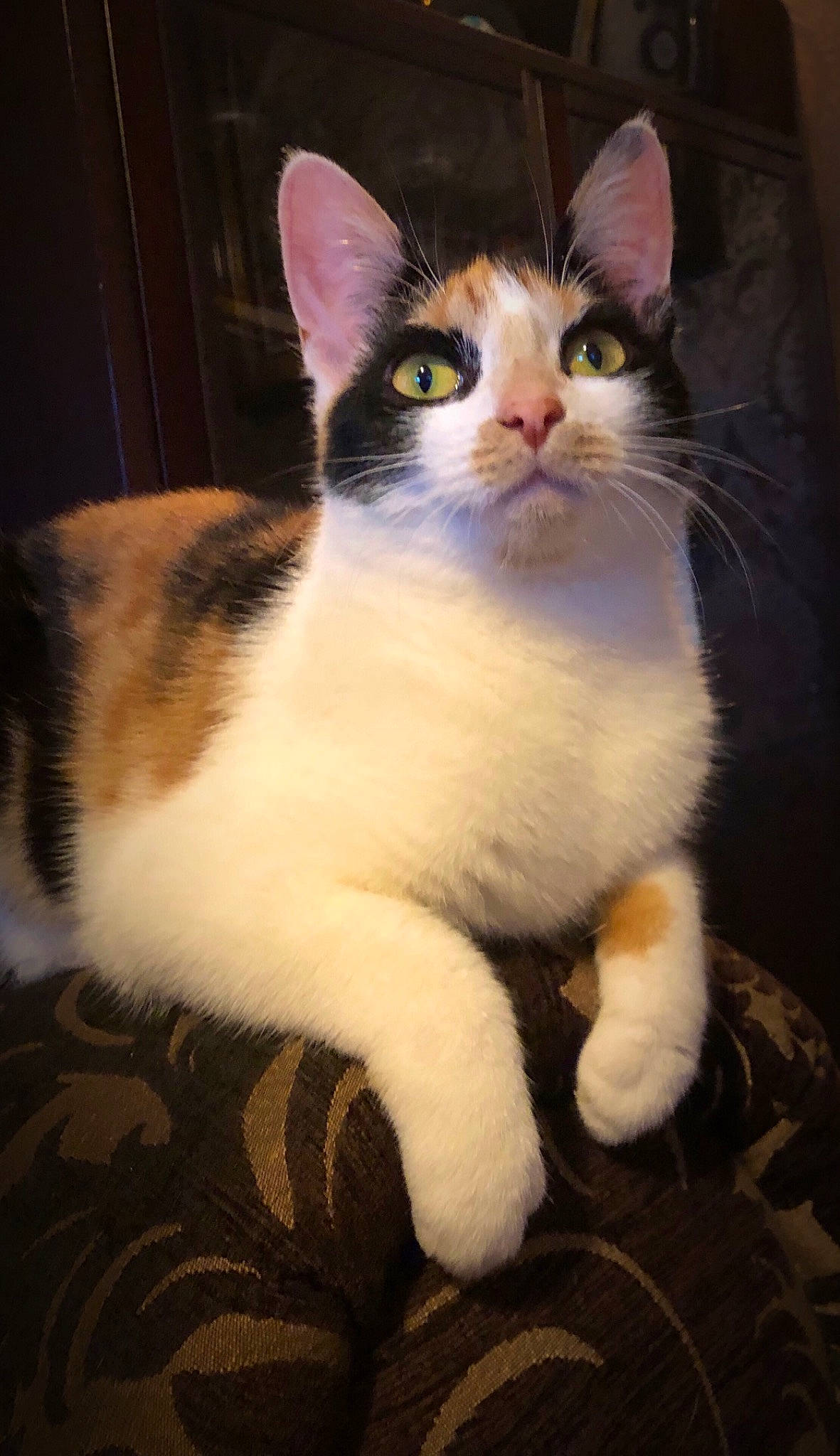 Lego joined the competition — help win amazing prizes! box, carnivore, cat, claw, domestic_short_haired_cat, eye, fawn, felidae, fur, iris, paw, sitting, small_to_medium_sized_cats, snout, tail, terrestrial_animal, whiskers