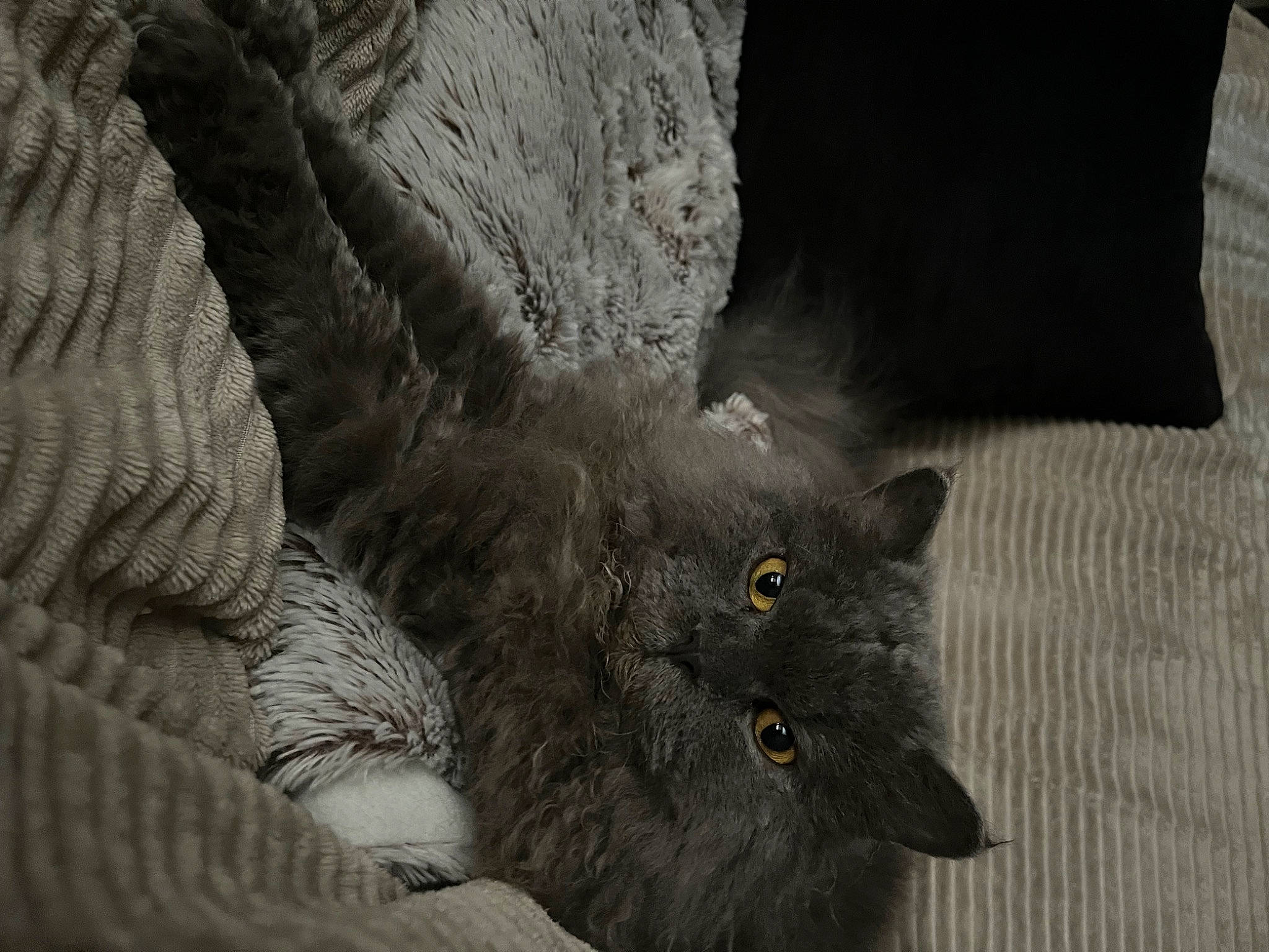 Oméga participe au concours pour gagner de l'argent avec cette photo : automotive_tire, black_cat, carnivore, cat, claw, domestic_short_haired_cat, felidae, fur, grey, pattern, paw, plant, russian_blue, small_to_medium_sized_cats, snout, tail, terrestrial_animal, trunk, whiskers, wildlife