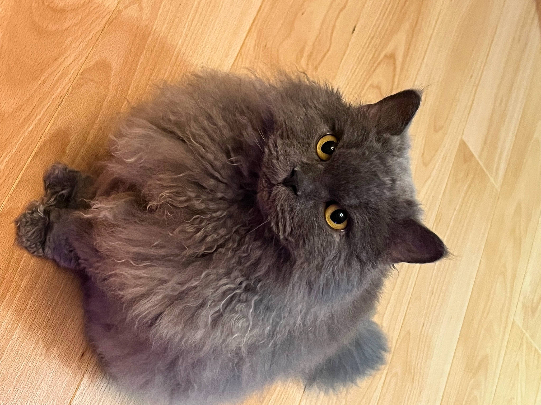 Oméga participe au concours pour gagner de l'argent avec cette photo : automotive_tire, black_cat, british_longhair, carnivore, cat, claw, domestic_short_haired_cat, fawn, felidae, flooring, fur, grey, hardwood, paw, small_to_medium_sized_cats, snout, tail, terrestrial_animal, whiskers, wood