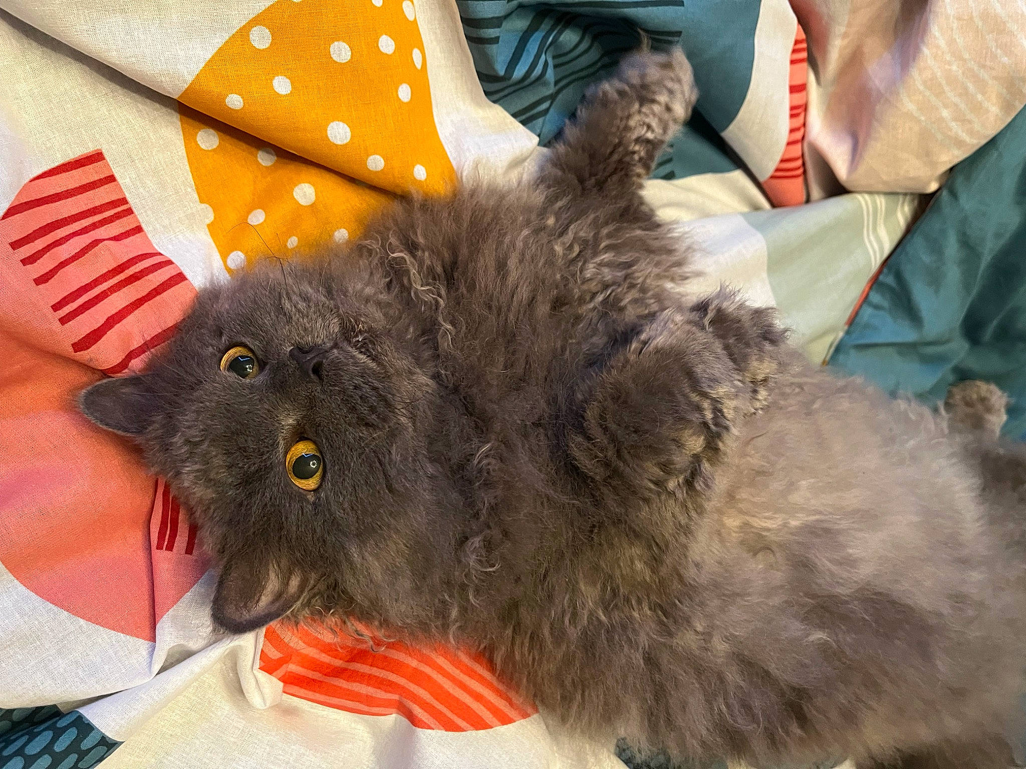 Oméga a rejoint le concours — aidez-le/la à gagner de superbes lots ! black_cat, canidae, carnivore, cat, claw, comfort, companion_dog, dog_breed, fashion_accessory, fawn, felidae, fur, paw, small_to_medium_sized_cats, snout, tail, terrestrial_animal, whiskers, working_animal