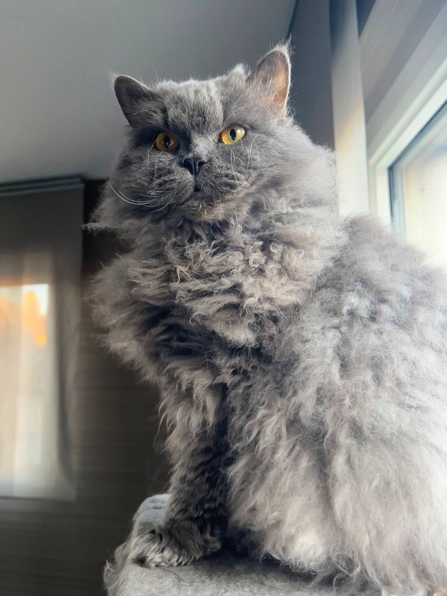 Oméga participe au concours pour gagner de l'argent avec cette photo : british_longhair, carnivore, cat, claw, domestic_short_haired_cat, felidae, fur, grey, iris, maine_coon, monochrome, monochrome_photography, selkirk_rex, sitting, small_to_medium_sized_cats, snout, tail, terrestrial_animal, whiskers, window