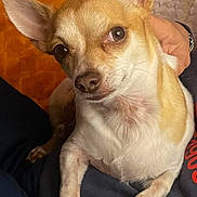 Rio a rejoint le concours — aidez-le/la à gagner de superbes lots ! dog, chihuahua, small_dog, pet, animal, portrait, close_up, sitting, indoors, couch, blanket, tan_fur, large_ears, brown_eyes, long_nails, collar, hand, home, cute, funny