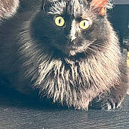 Yuzu a rejoint le concours — aidez-le/la à gagner de superbes lots ! cat, black_cat, fluffy, yellow_eyes, glassware, red_glasses, wooden_surface, indoor, pet, animal, feline, closeup, curious, relaxed, whiskers, ears, fur, table, still_life, domestic_animal