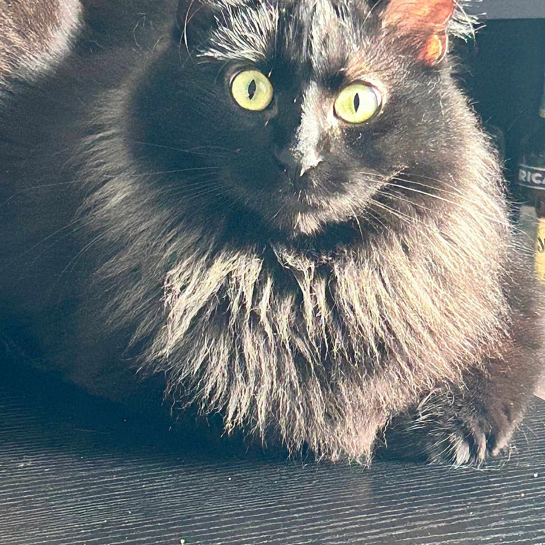 Yuzu a rejoint le concours — aidez-le/la à gagner de superbes lots ! animal, black_cat, cat, closeup, curious, domestic_animal, ears, feline, fluffy, fur, glassware, indoor, pet, red_glasses, relaxed, still_life, table, whiskers, wooden_surface, yellow_eyes