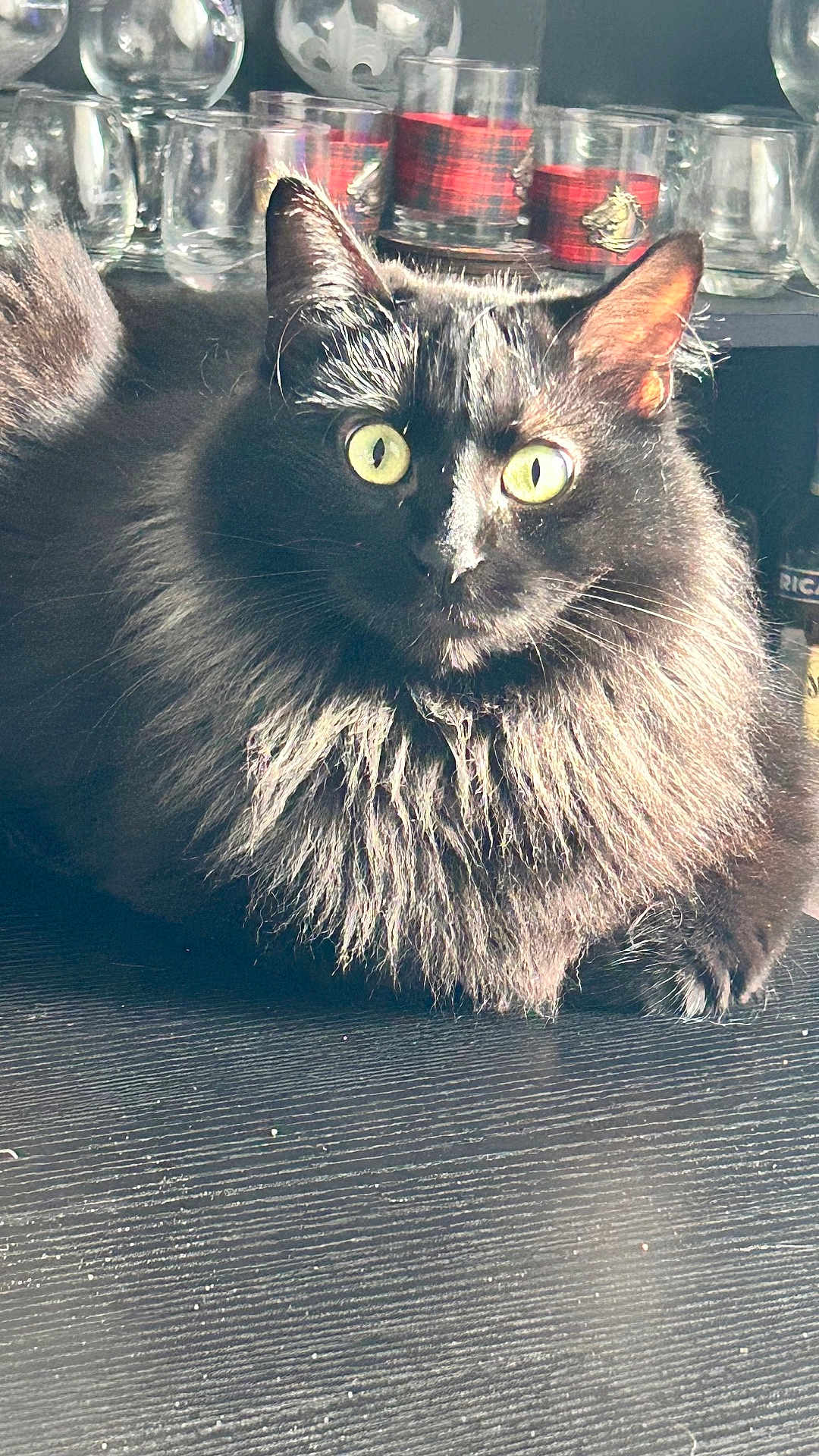 Yuzu a rejoint le concours — aidez-le/la à gagner de superbes lots ! cat, black_cat, fluffy, yellow_eyes, glassware, red_glasses, wooden_surface, indoor, pet, animal, feline, closeup, curious, relaxed, whiskers, ears, fur, table, still_life, domestic_animal