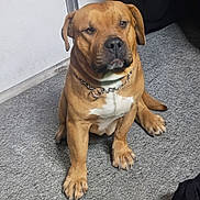 Rusty joined the competition — help win amazing prizes! dog, brown_dog, sitting, carpet, collar, chain_collar, indoor, pet, canine, white_chest, floor, paw, ears, nose, fur, animal, companion, household, portrait, looking