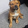 dog, brown_dog, sitting, carpet, collar, chain_collar, indoor, pet, canine, white_chest, floor, paw, ears, nose, fur, animal, companion, household, portrait, looking
