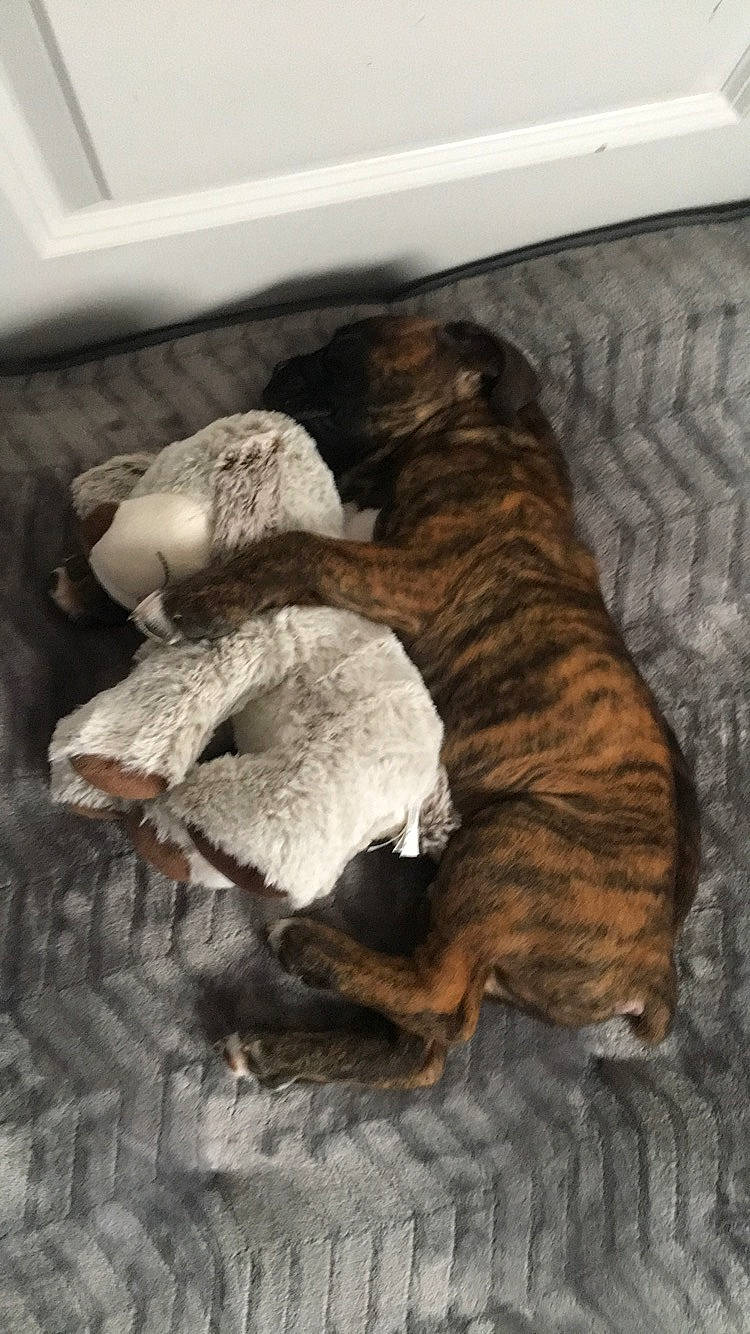 Deuce is registered to the contest to win money with this photo: carnivore, comfort, companion_dog, dog, dog_breed, fawn, felidae, flooring, fur, hardwood, linens, liver, small_to_medium_sized_cats, snout, sporting_group, stuffed_toy, tail, toy, wood, working_animal