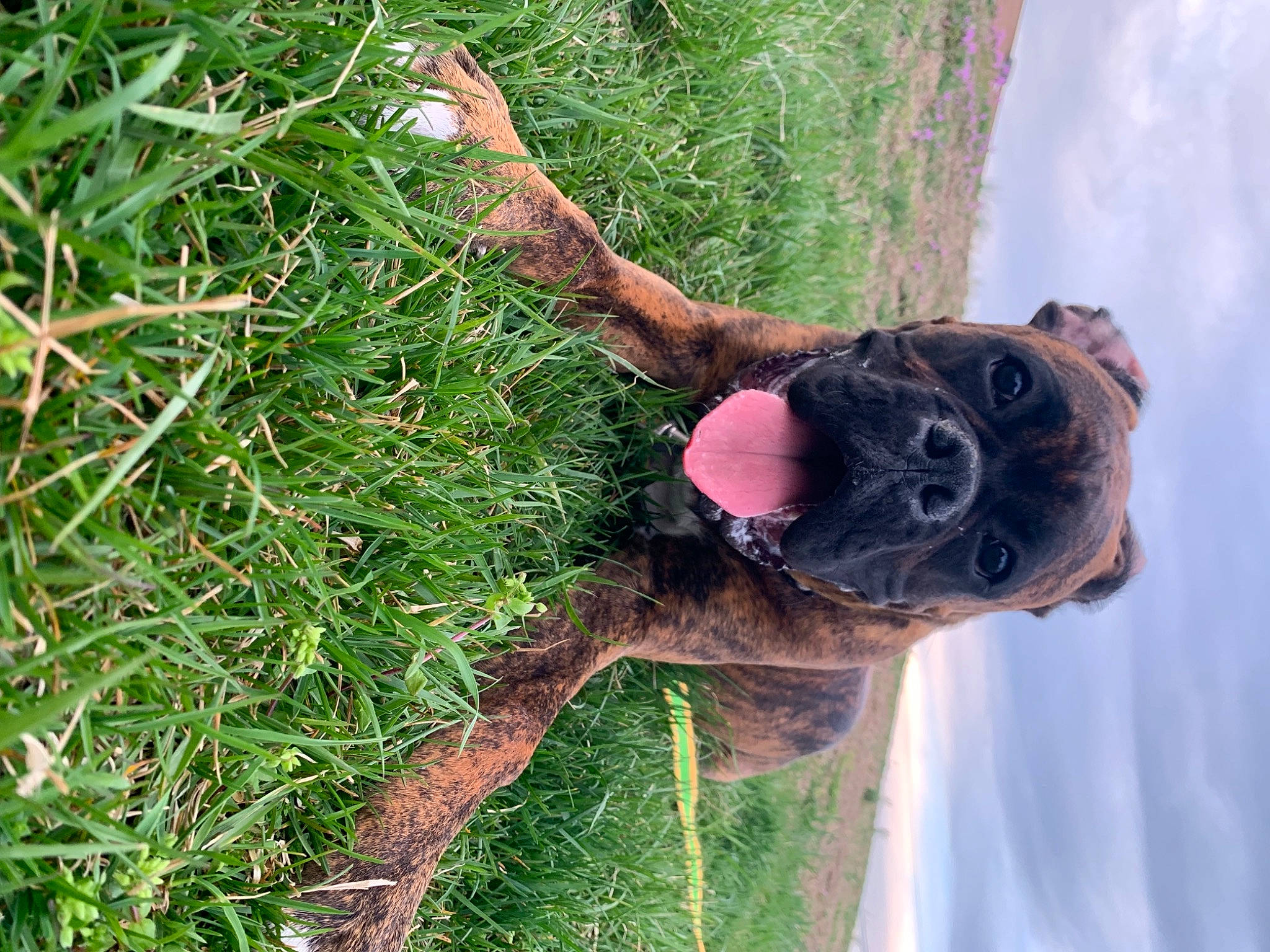 Deuce is registered to the contest to win money with this photo: canidae, cloud, dog, dog_breed, fun, grass, groundcover, organism, plant, sky, soil, sporting_group, tree, trunk, twig, vegetation, water, wood