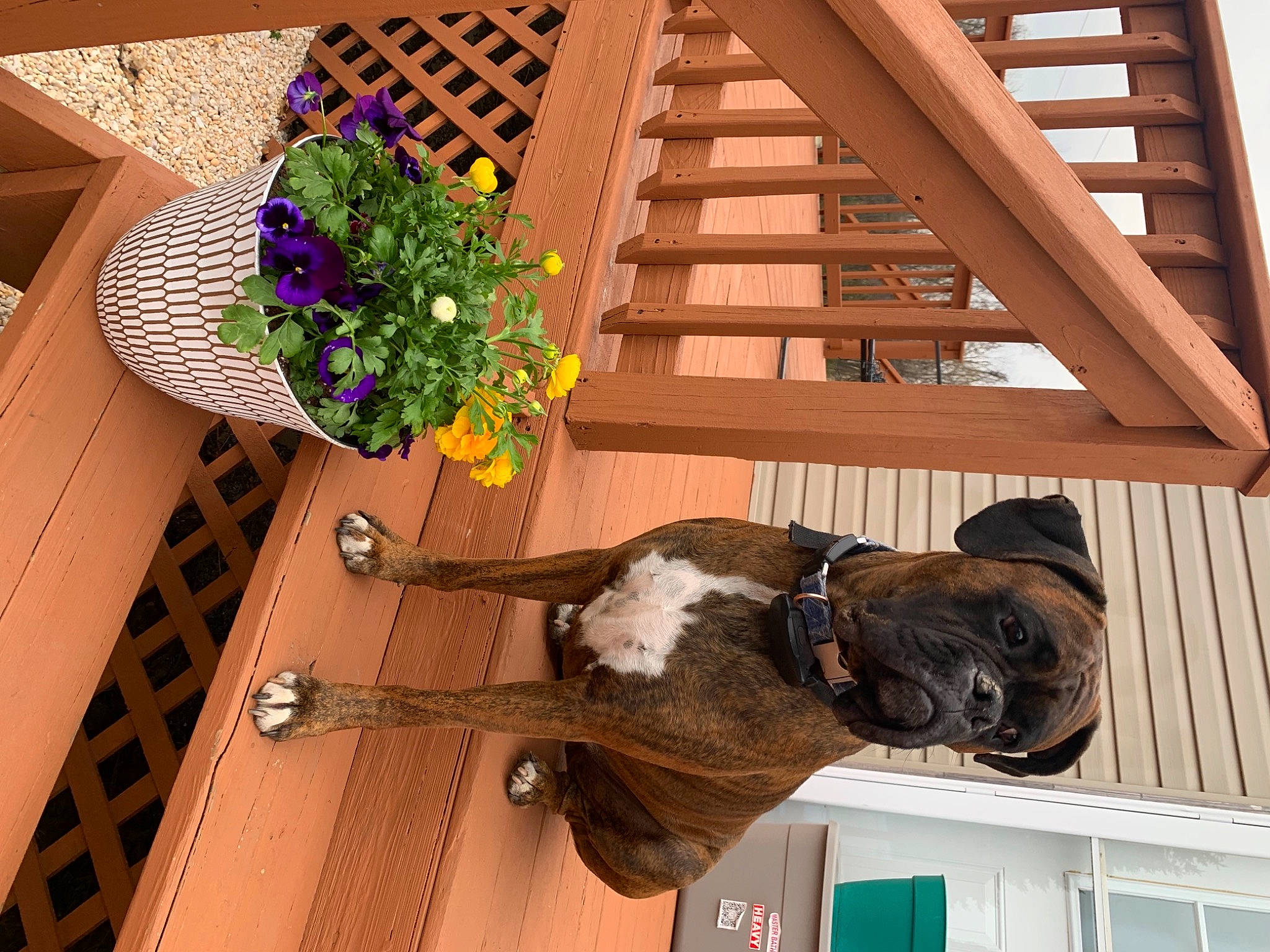 Deuce joined the competition — help win amazing prizes! carnivore, collar, companion_dog, dog, dog_breed, dog_collar, fawn, flooring, flower, flowerpot, hardwood, liver, pet_supply, plant, snout, table, window, wood, wood_stain, working_animal
