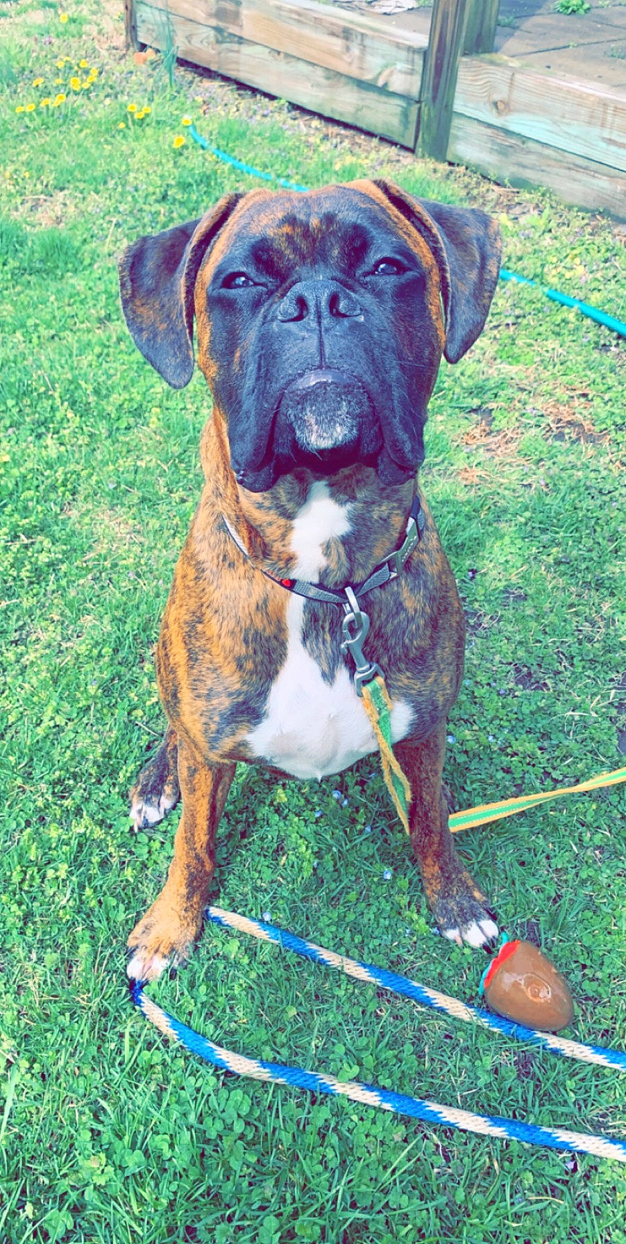 Deuce is registered to the contest to win money with this photo: canidae, carnivore, collar, companion_dog, dog, dog_breed, dog_collar, dog_supply, fawn, grass, hunting_dog, leash, liver, pet_supply, plant, snout, sporting_group, terrestrial_animal, working_animal, working_dog