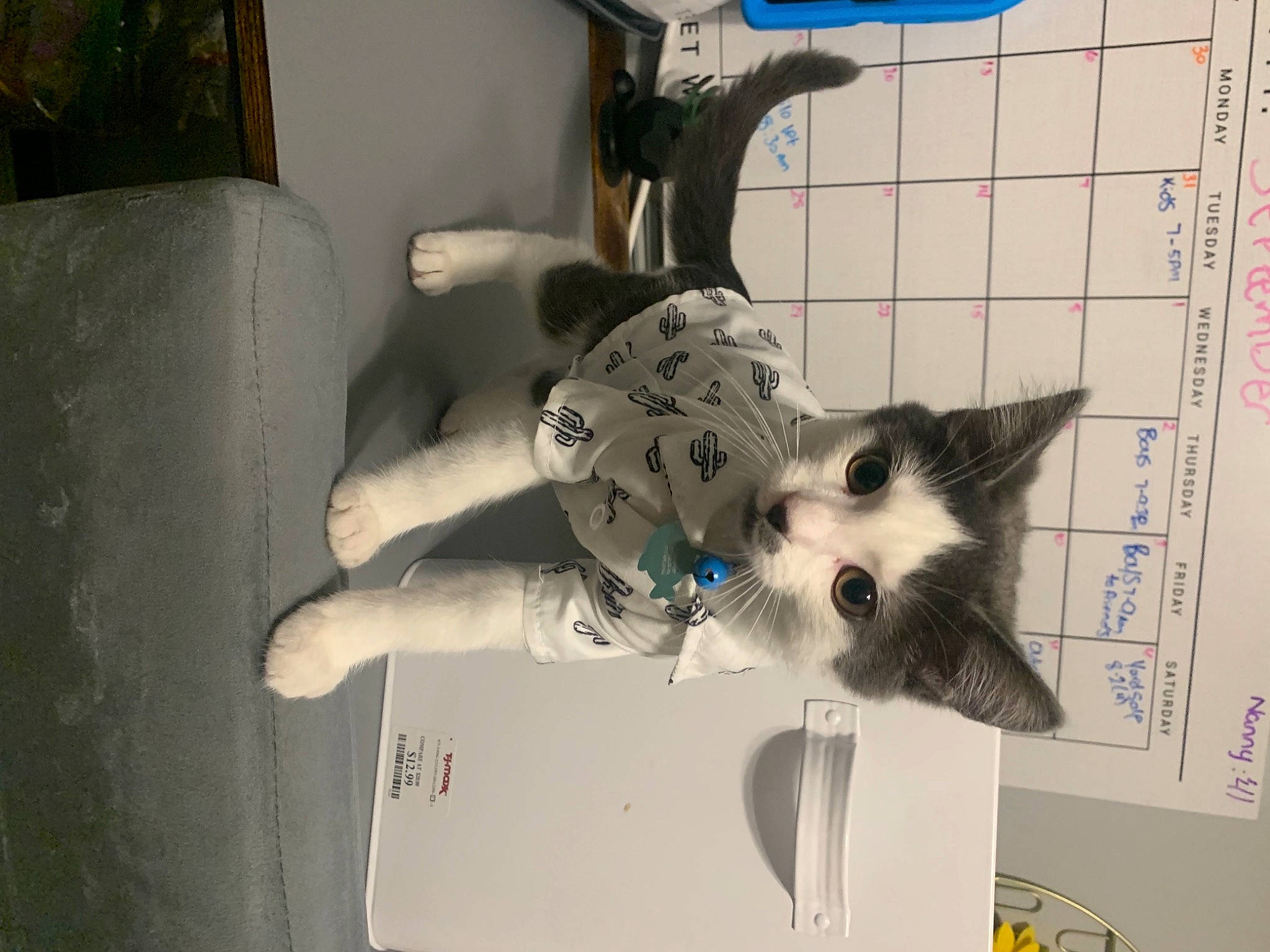 Milo joined the competition — help win amazing prizes! canidae, carmine, carnivore, cat, dog_breed, domestic_short_haired_cat, door, felidae, fur, leg, paper, paw, room, small_to_medium_sized_cats, snout, sporting_group, tail, visual_arts, whiskers, window