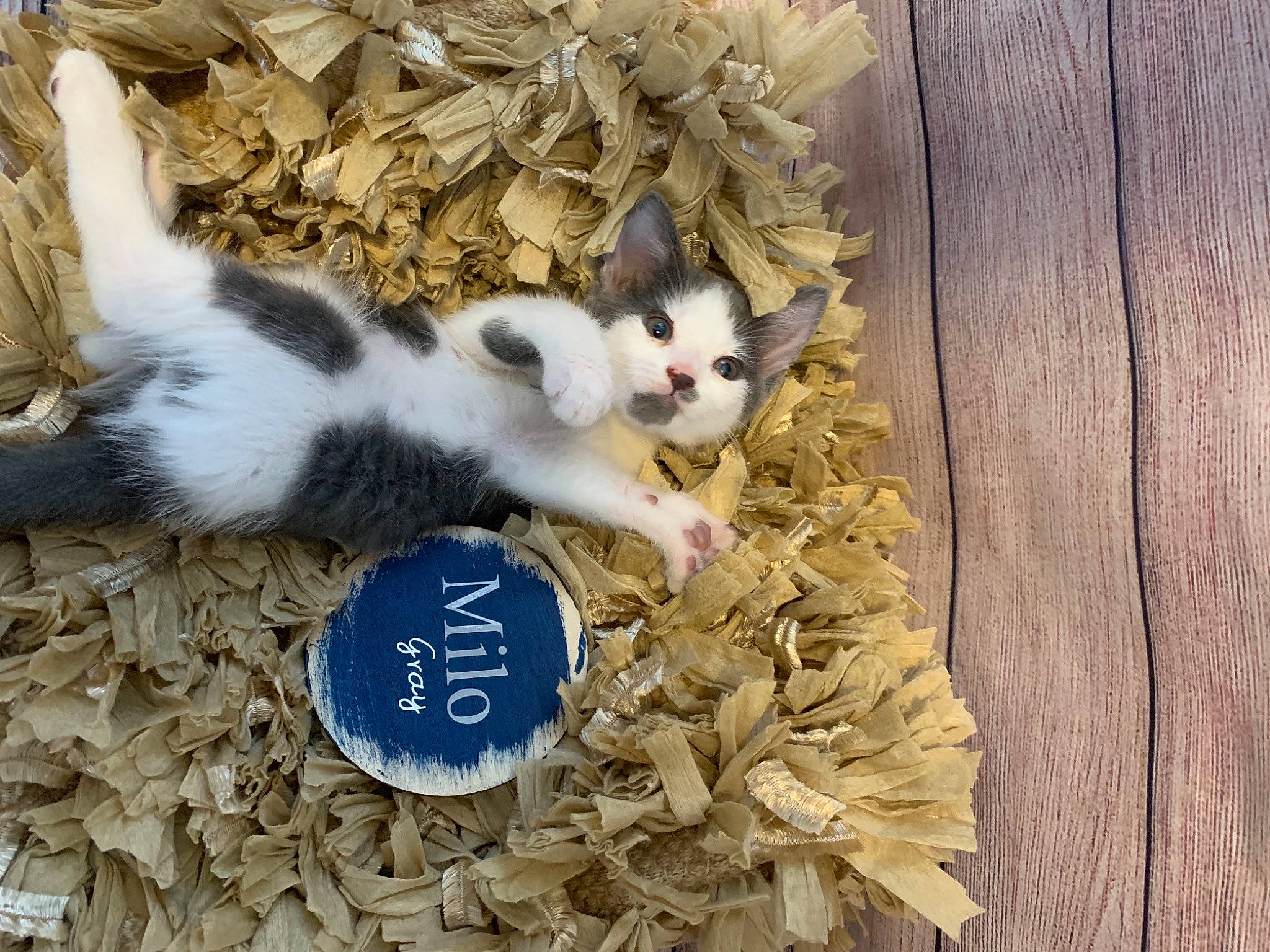 Milo is registered to the contest to win money with this photo: carnivore, cat, cat_supply, domestic_short_haired_cat, fawn, felidae, food, fur, hardwood, mammal, paw, photo_caption, small_animal_food, small_to_medium_sized_cats, snout, tail, twig, vertebrate, whiskers, wood