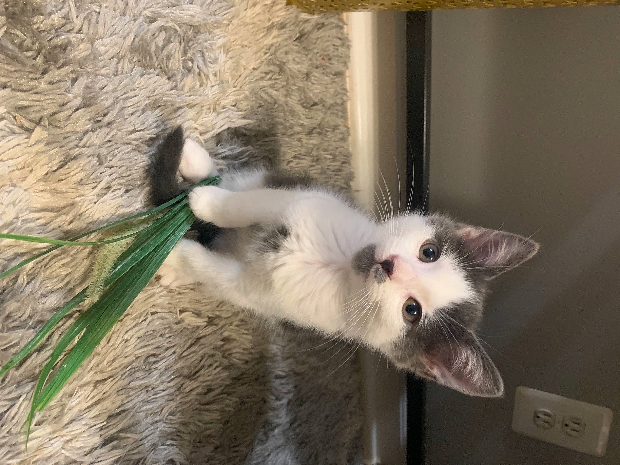 Milo is registered to the contest to win money with this photo: balinese, carnivore, cat, claw, domestic_short_haired_cat, fawn, felidae, fur, paw, plant, small_to_medium_sized_cats, tail, thai, whiskers